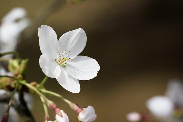 送爸爸要送什麼花？