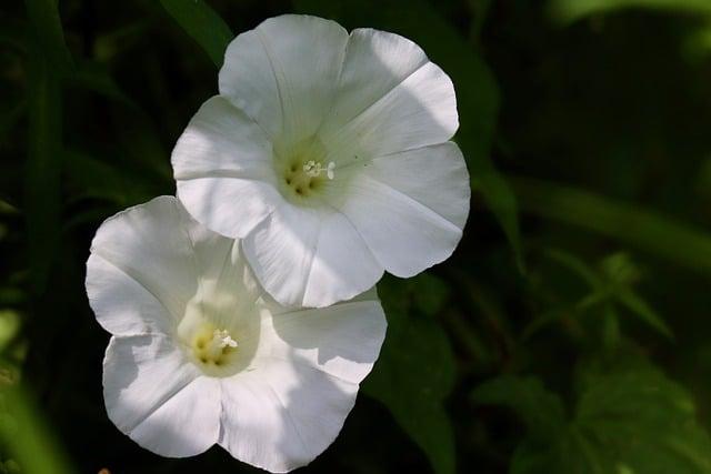 父親花是什麼花？