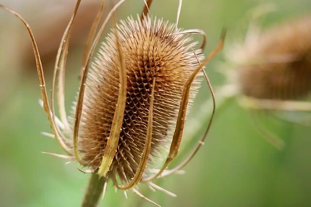 永生花是什麼花？