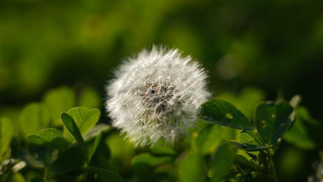 清明有加倍嗎？