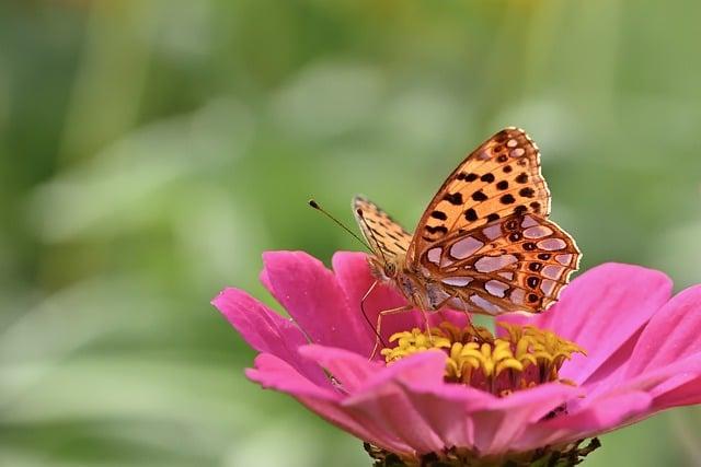 520要送什麼花？