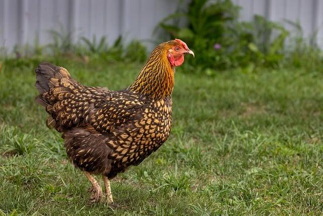 雞肉日文怎麼說？