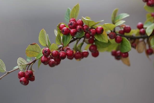 冬至紅白湯圓吃幾顆？