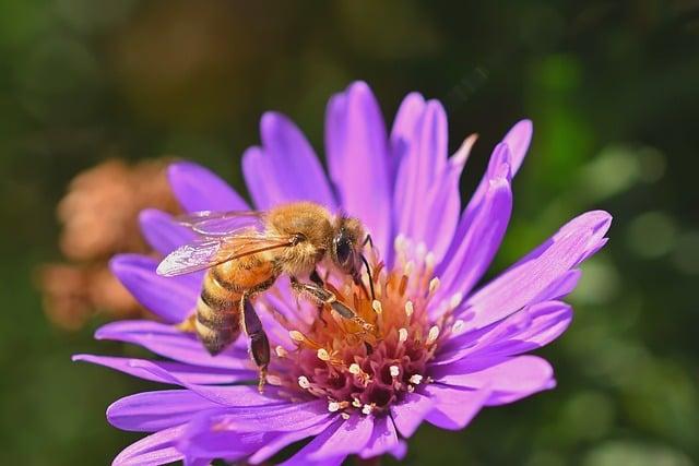 11月開什麼花？