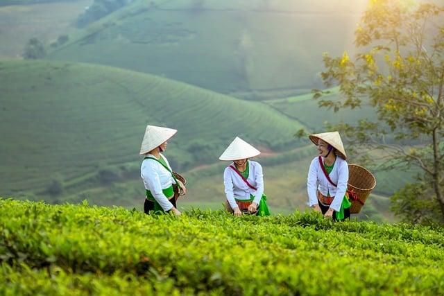 咖啡紅茶是古早味紅茶嗎？