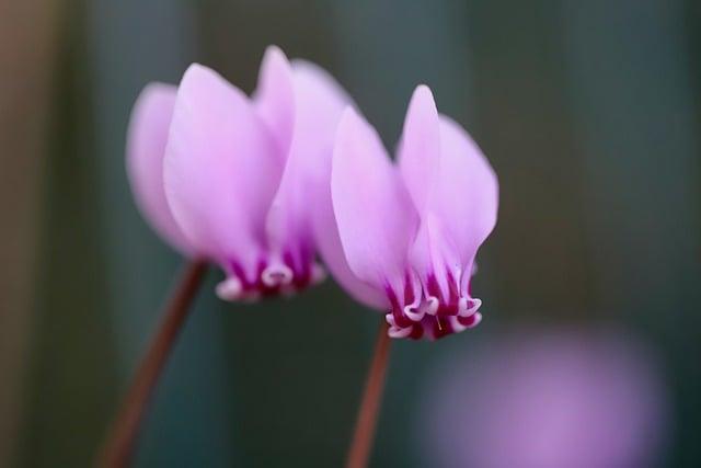 台灣玫瑰花幾月開？