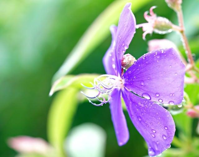 麝香花有毒嗎？