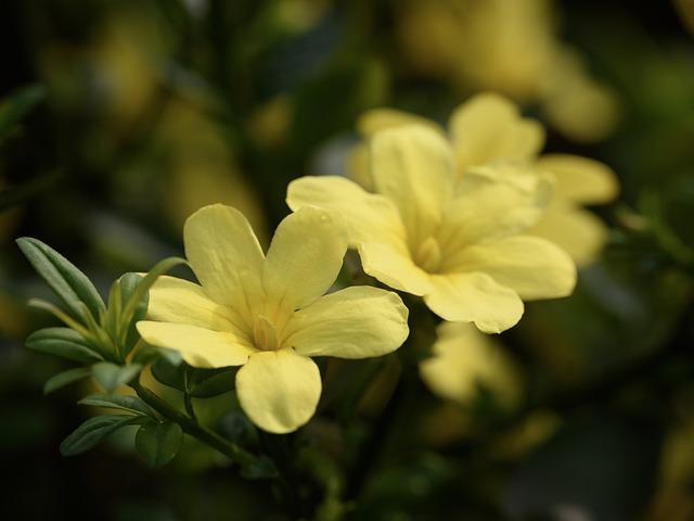 茉莉花是什麼味道？