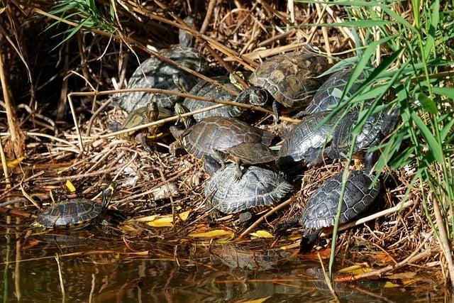 台中公園有什麼活動？