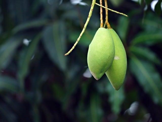 芒果不能和什麼一起吃？