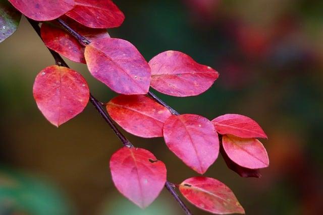 紅烏龍是紅茶嗎？