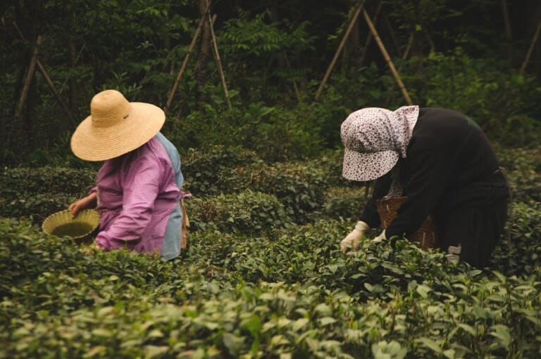 龍井是青茶嗎？