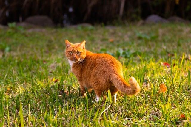 猫草如何保存？