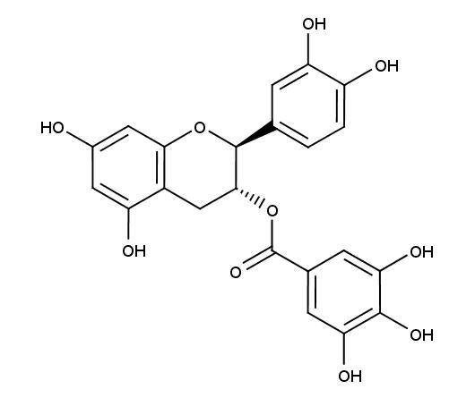 兒茶素對身體有什麼好處？