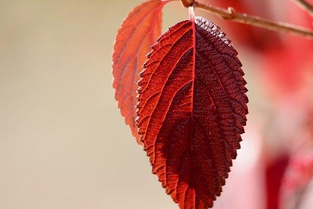 紅蟳是吃什麼？