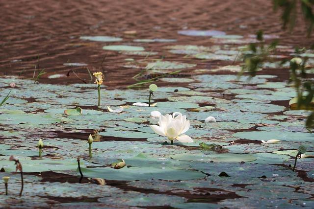 為什麼要跟媽祖換花？