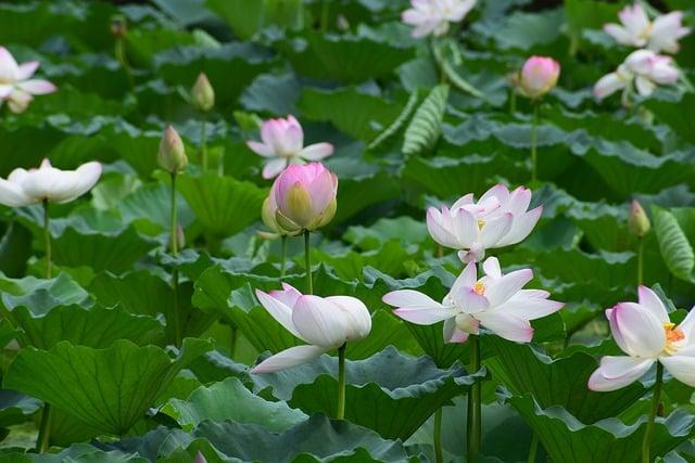 頭七要幾朵蓮花？