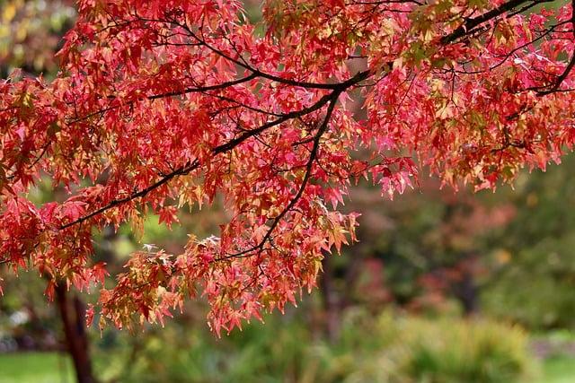 紅心芭樂優多多少錢？