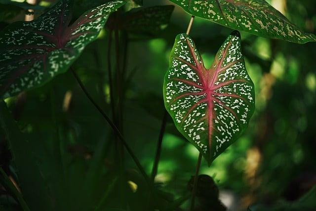 芋頭鮮奶怎麼做？