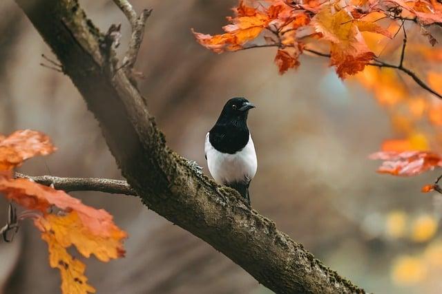 紅茶煮多久？