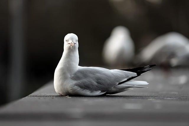 鳳梨水有什麼功效？