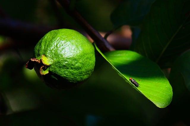 純在芭樂檸檬綠茶哪裡買？