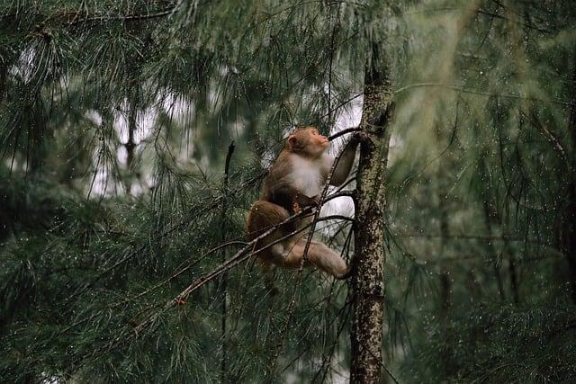 鼎泰豐有素食的嗎？