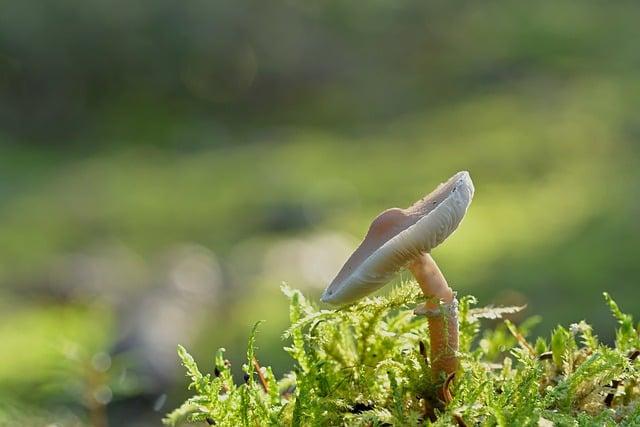 炸杏鮑菇要用什麼粉？