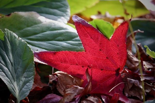 什麼人不能喝紅蔘？