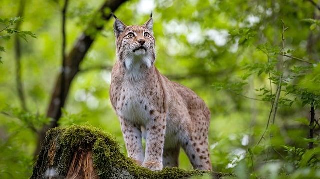 動物園可以帶寵物嗎？